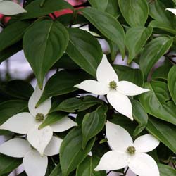 Cornejo japons de flores blancas